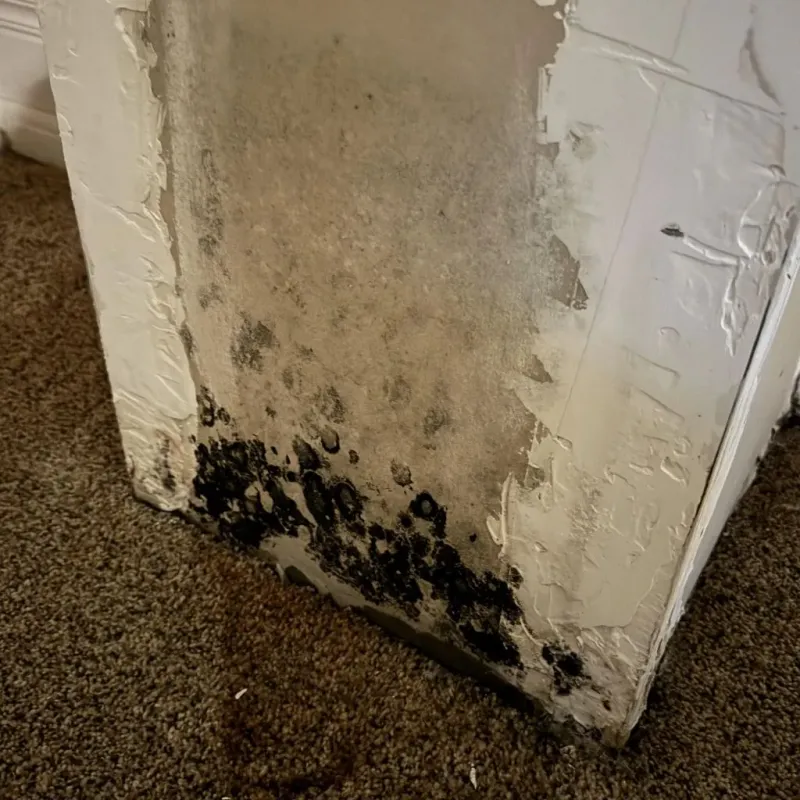 Professional Mold Removal in Tawas City, MI